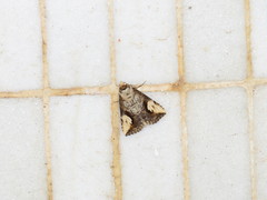 Pseudosphetta fissisigna