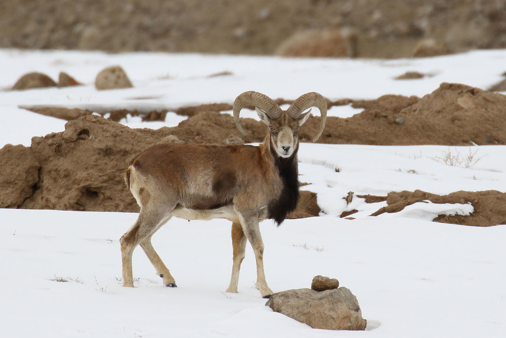 urial