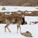 Urial - Photo (c) Fabrice Stoger, some rights reserved (CC BY-SA)
