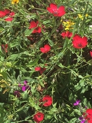 Linum grandiflorum