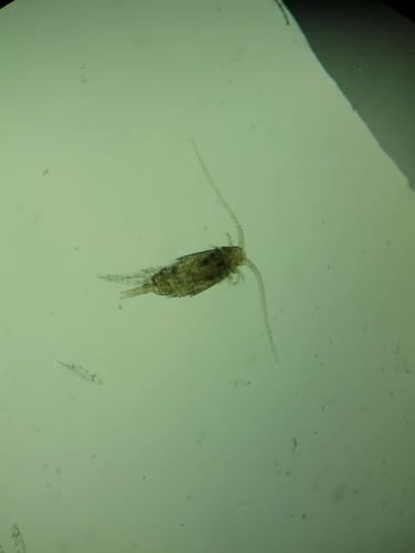 Ctenocalanus vanus