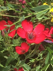 Linum grandiflorum