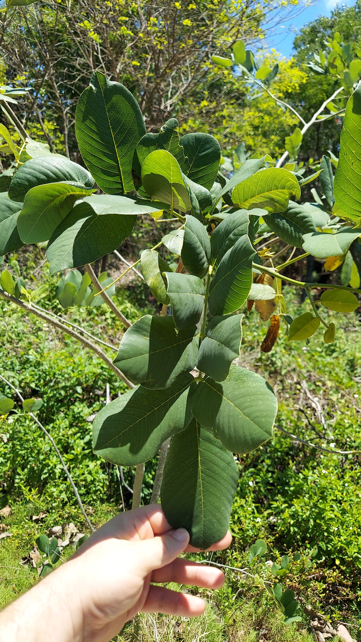 Foto de Piscidia piscipula (L.) Sarg.