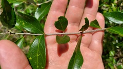 Forestiera segregata