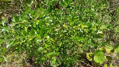 Forestiera segregata, photograph author not stated, no rights reserved