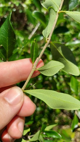 Forestiera segregata, photograph 2