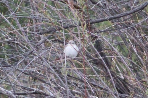 Northern Mockingbird