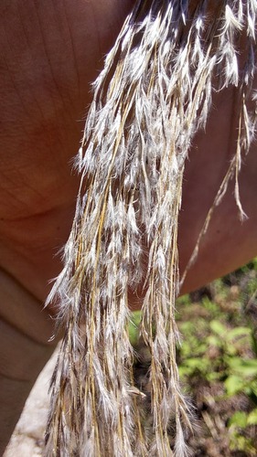 Neyraudia reynaudiana, photograph 1