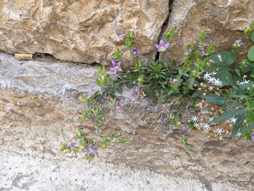 Campanula numidica (Campanula numidica)