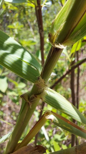 Neyraudia reynaudiana, photograph 2