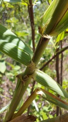 Neyraudia reynaudiana, photograph author not stated, no rights reserved