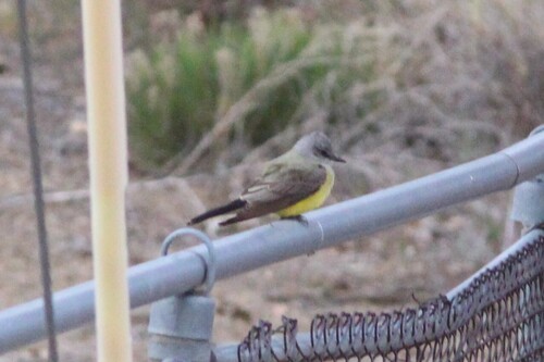Western Kingbird