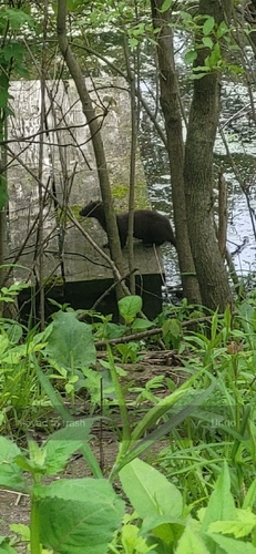 American Mink observed by ginlydrew