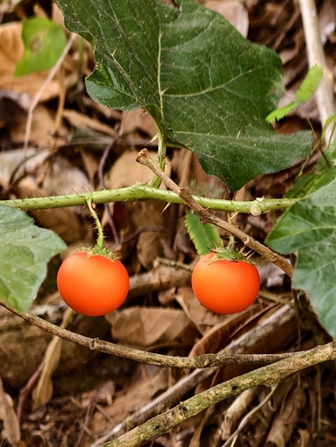 Cockroach Berry