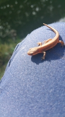 Lissotriton