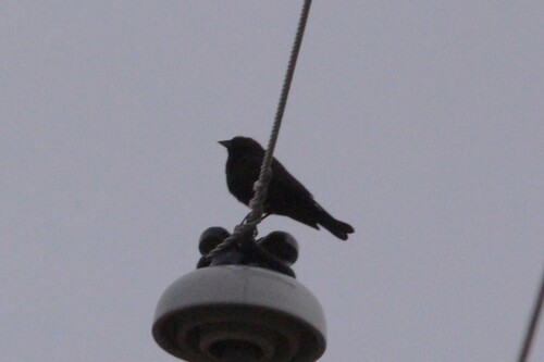 Brown-headed Cowbird