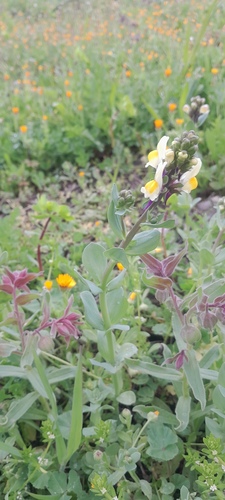 Three-leaved Toadflax
