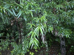Podocarpus salignus, photograph (c) Cesar Ormazabal, some rights reserved (CC BY)