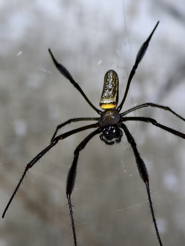 Golden Silk Spider