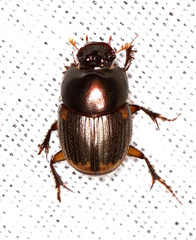 Onthophagus vinctus