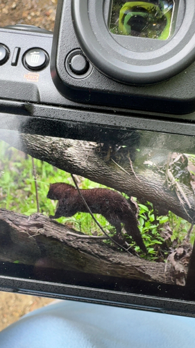 American Mink observed by rhaberfeld