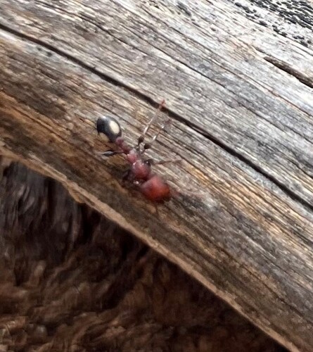 spotted muscleman tree ant