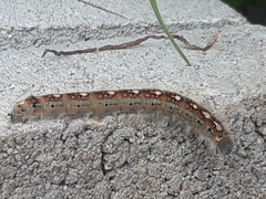 Malacosoma disstria