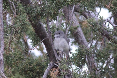 Grey Vireo (Vireo vicinior), photo 3