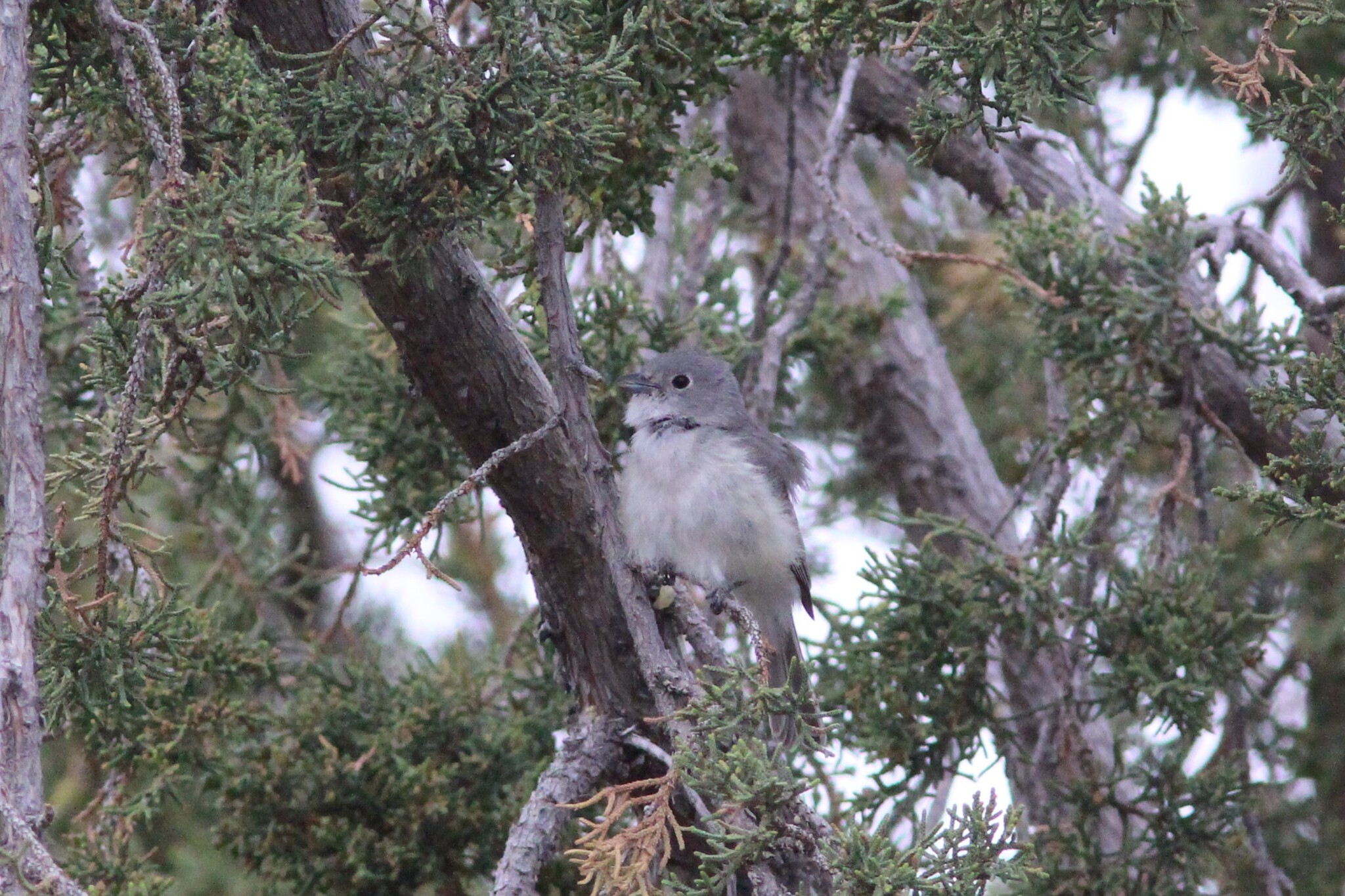 Grey Vireo (Vireo vicinior), photo 3