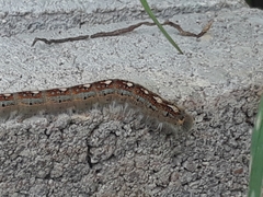 Malacosoma disstria