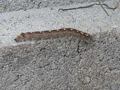 Malacosoma disstria
