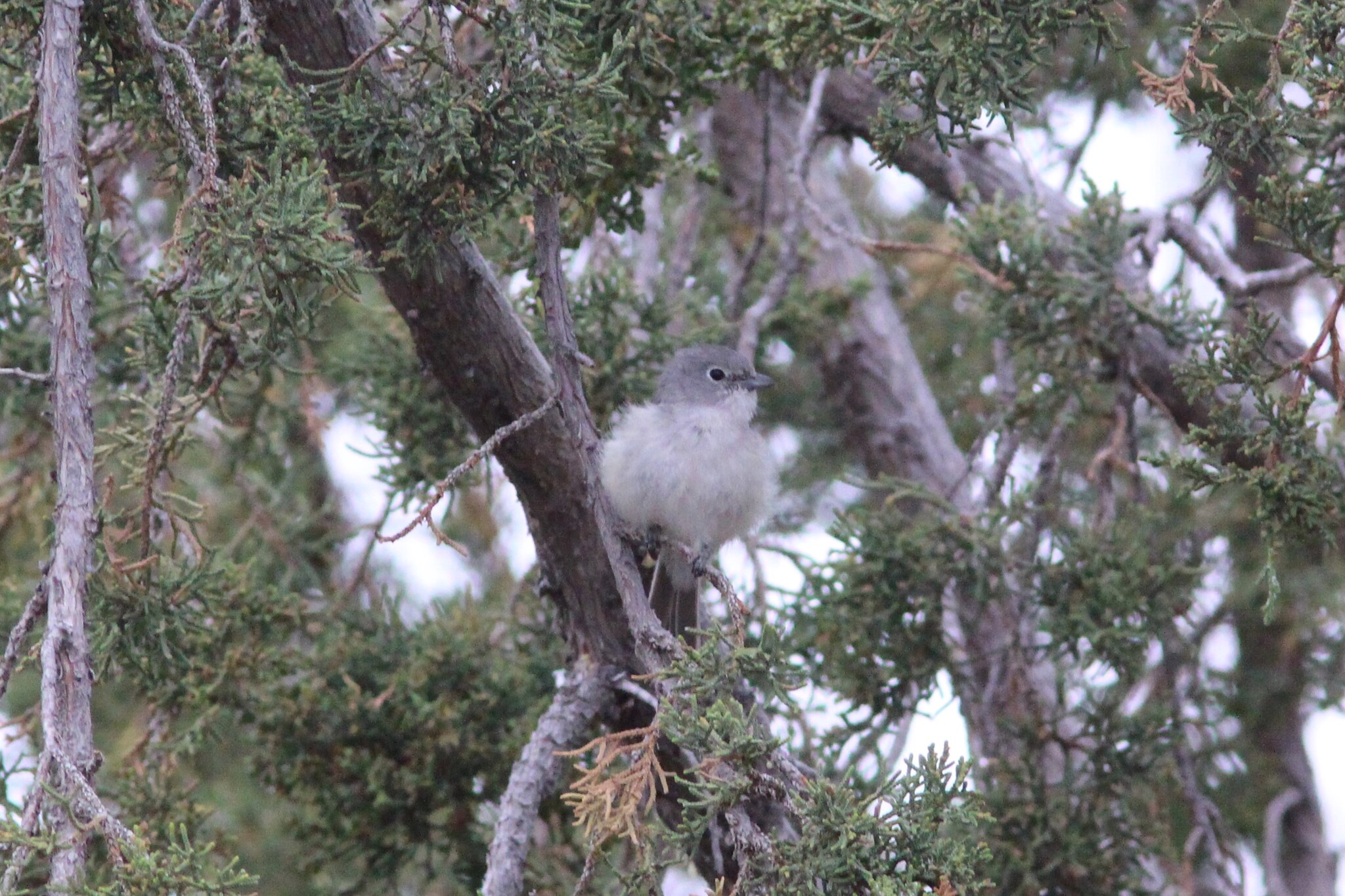 Grey Vireo (Vireo vicinior), photo 4
