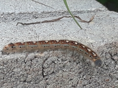 Malacosoma disstria