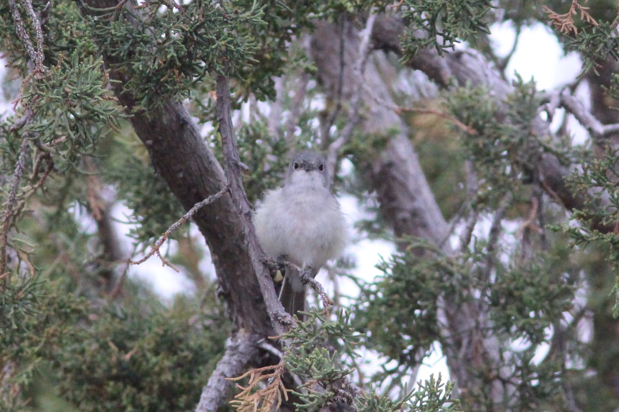 Grey Vireo (Vireo vicinior), photo 2