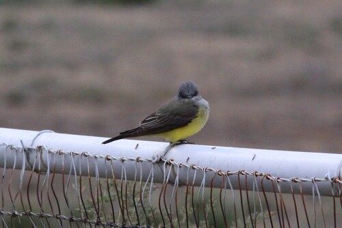 Western Kingbird