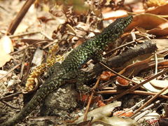 Podarcis muralis colosii