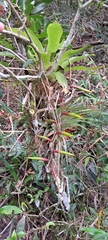Vriesea scalaris