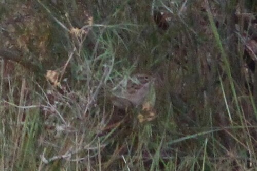 Brewer's Sparrow