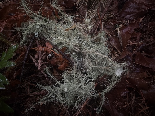 Usnea quasirigida observed 2026-05-13