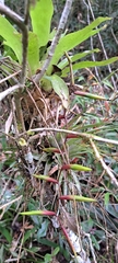 Vriesea scalaris, photograph (c) Marcio Santos Ferreira, some rights reserved (CC BY)