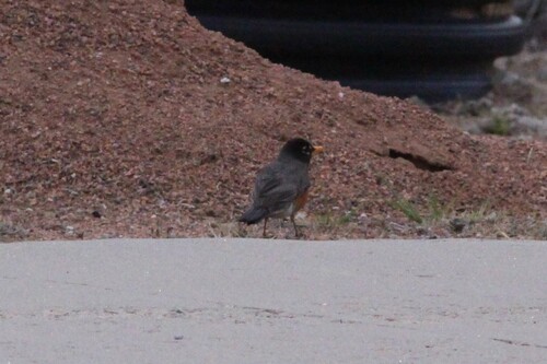 American Robin