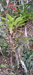 Vriesea scalaris, photograph (c) Marcio Santos Ferreira, some rights reserved (CC BY)