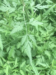 Chaerophyllum tainturieri