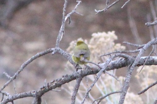 Orange-crowned Warbler