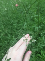 Chaerophyllum tainturieri