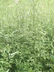 Chaerophyllum tainturieri