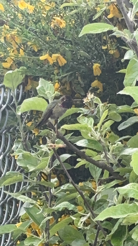 Anna's Hummingbird observed by nathanthegoat