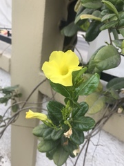 Magnoliopsida