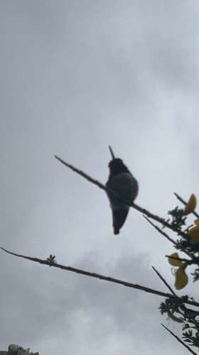 Anna's Hummingbird observed by nathanthegoat