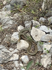 Masticophis schotti ruthveni